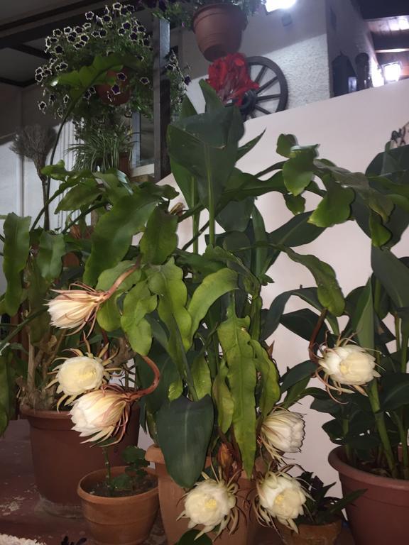 Estia Vasilis Manoli Apartamento Agia Napa Exterior foto